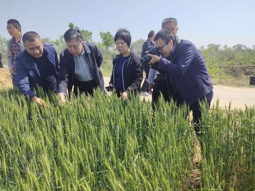 喬日紅調(diào)研指導(dǎo)絳縣小麥凍害，推進農(nóng)業(yè)技術(shù)推廣助力生產(chǎn)