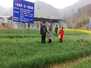 商南縣農(nóng)業(yè)技術推廣中心開展病蟲防治，助力農(nóng)業(yè)技術推廣工作