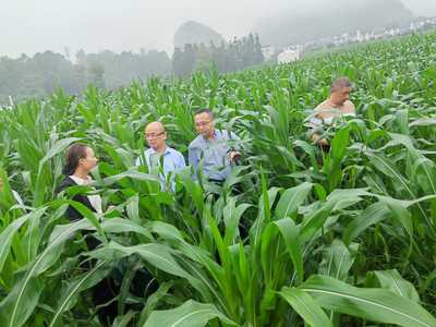 自治區(qū)農(nóng)業(yè)農(nóng)村廳唐咸來副廳長(zhǎng)率隊(duì)到我市調(diào)研基層農(nóng)技推廣工作