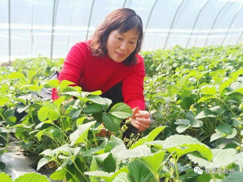 科技賦能田野，點亮現(xiàn)代農(nóng)業(yè)新希望——專訪青島市農(nóng)業(yè)技術(shù)推廣協(xié)會會長、九龍山合作社理事長李春花